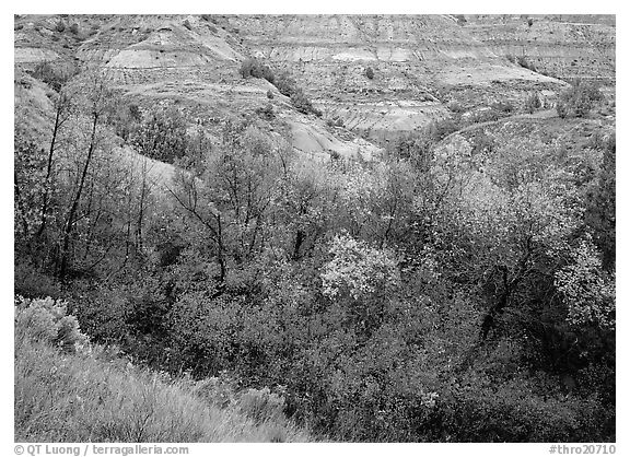 Fall foliage and badlands, North Unit. Theodore Roosevelt  National Park (black and white)