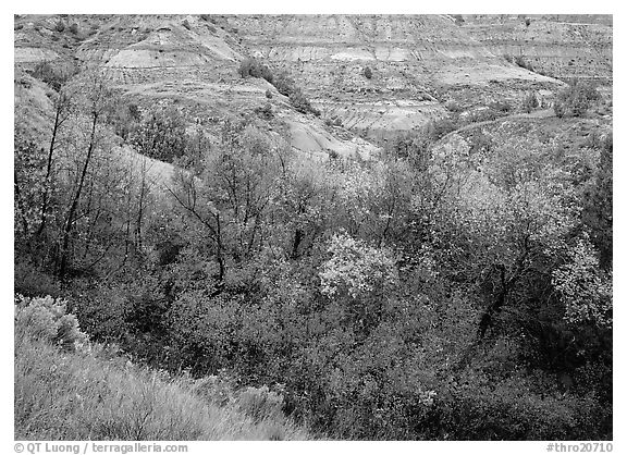 Fall foliage and badlands, North Unit. Theodore Roosevelt National Park (black and white)