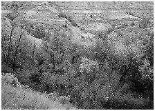 Fall foliage and badlands, North Unit. Theodore Roosevelt  National Park ( black and white)