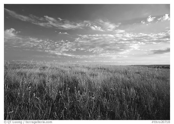 Tall grass prairie and wildflowers, South Unit, late afternoon. Theodore Roosevelt National Park (black and white)