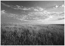 Tall grass prairie and wildflowers, South Unit, late afternoon. Theodore Roosevelt National Park ( black and white)