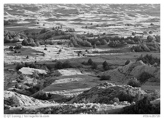 Prairie, trees, and badlands, Boicourt overlook, South Unit. Theodore Roosevelt  National Park (black and white)