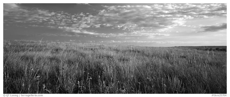 Tall grass prairie landscape. Theodore Roosevelt  National Park (black and white)