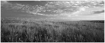 Tall grass prairie landscape, South Unit. Theodore Roosevelt National Park (Panoramic black and white)