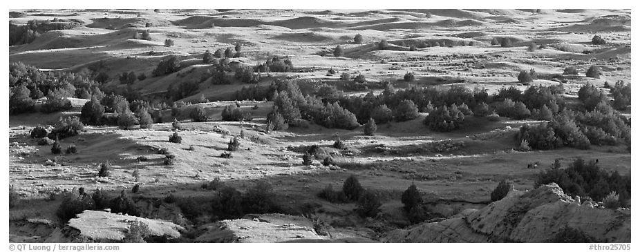 Landscape of prairie, badlands, and trees. Theodore Roosevelt National Park (black and white)