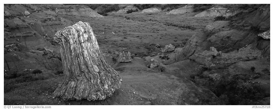 Petrified stump. Theodore Roosevelt  National Park (black and white)