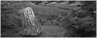 Petrified stump. Theodore Roosevelt  National Park (Panoramic black and white)