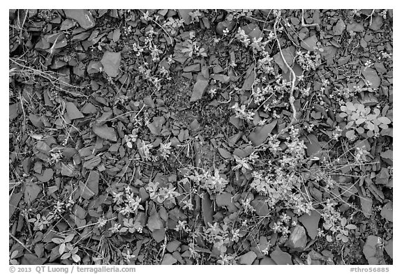 Close-up of natural red brick. Theodore Roosevelt National Park (black and white)