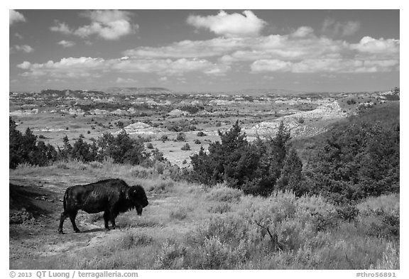 Bison and badlands landscape in summer. Theodore Roosevelt National Park, North Dakota, USA.