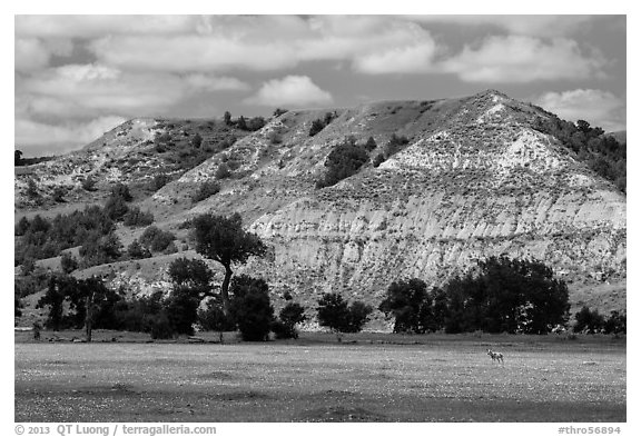 Pronghorn in meadow with prairie dog town below buttes. Theodore Roosevelt National Park (black and white)