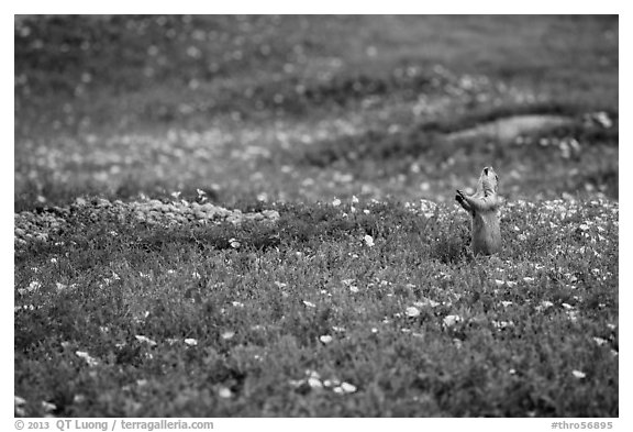 Prairie dog in meadow carpeted with flowers. Theodore Roosevelt National Park, North Dakota, USA.