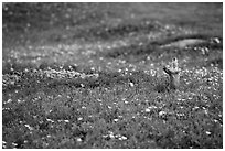 Prairie dog in meadow carpeted with flowers. Theodore Roosevelt National Park, North Dakota, USA. (black and white)