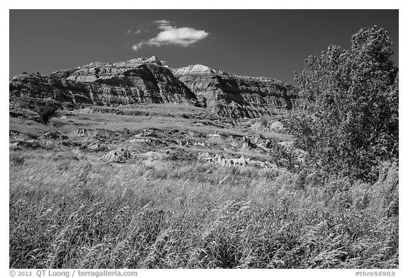Grasses, cottonwood, and colorful badlands. Theodore Roosevelt National Park (black and white)