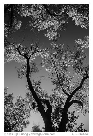 Looking up cottonwood trees. Theodore Roosevelt National Park, North Dakota, USA.