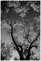 Looking up cottonwood trees. Theodore Roosevelt National Park, North Dakota, USA. (black and white)