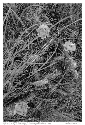 Prairie grasses and blooming prickly pear cactus. Theodore Roosevelt National Park, North Dakota, USA.