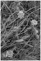 Prairie grasses and blooming prickly pear cactus. Theodore Roosevelt National Park, North Dakota, USA. (black and white)