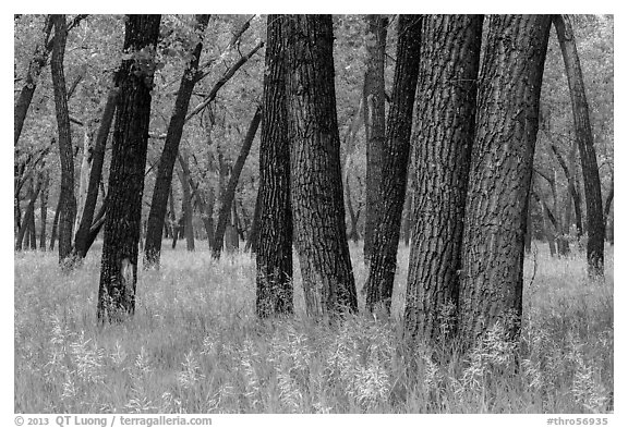 Cottonwood grove. Theodore Roosevelt National Park (black and white)