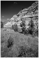 Summer wildflowers and badlands. Theodore Roosevelt National Park, North Dakota, USA. (black and white)