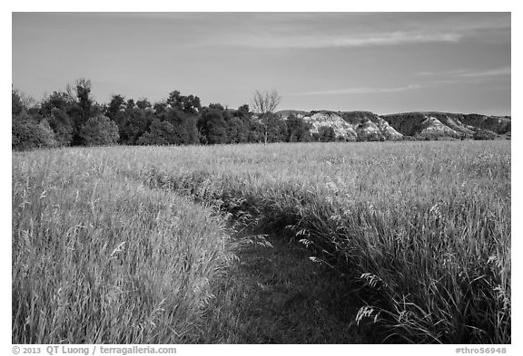 Overgrown trail in late afternoon, Elkhorn Ranch Unit. Theodore Roosevelt National Park, North Dakota, USA.