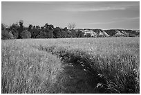 Overgrown trail in late afternoon, Elkhorn Ranch Unit. Theodore Roosevelt National Park, North Dakota, USA. (black and white)