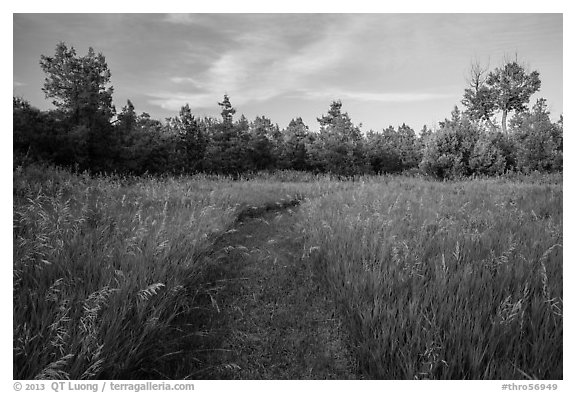 Grassy trail, Elkhorn Ranch Unit. Theodore Roosevelt National Park (black and white)