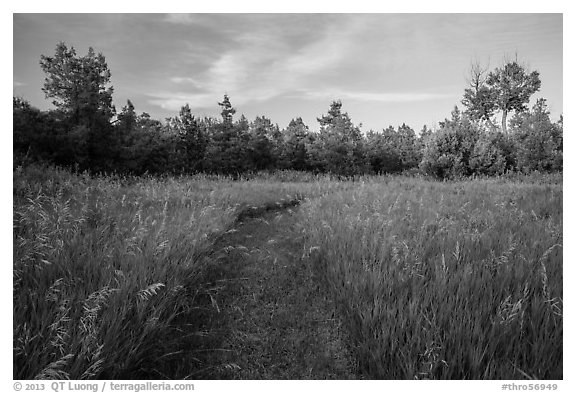 Grassy trail, Elkhorn Ranch Unit. Theodore Roosevelt National Park, North Dakota, USA.