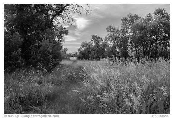 Trail, tall grasses, and cottonwoods, Elkhorn Ranch Unit. Theodore Roosevelt National Park, North Dakota, USA.