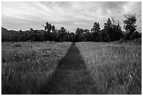 Trail through grasses, Elkhorn Ranch Unit. Theodore Roosevelt National Park ( black and white)