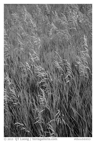 Tall grasses in summer, Elkhorn Ranch Unit. Theodore Roosevelt National Park (black and white)