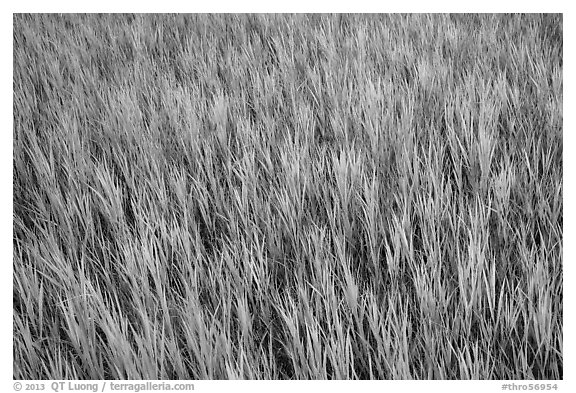 Grasses in summer, Elkhorn Ranch Unit. Theodore Roosevelt National Park (black and white)