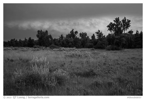 Meadow and cottonwoods at sunset, Elkhorn Ranch Unit. Theodore Roosevelt National Park, North Dakota, USA.