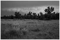 Meadow and cottonwoods at sunset, Elkhorn Ranch Unit. Theodore Roosevelt National Park, North Dakota, USA. (black and white)