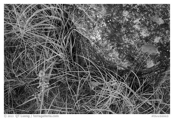 Close-up of flowers, grasses, and foundation stone of Elkhorn Ranch. Theodore Roosevelt National Park, North Dakota, USA.