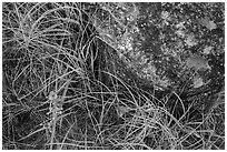 Close-up of flowers, grasses, and foundation stone of Elkhorn Ranch. Theodore Roosevelt National Park ( black and white)