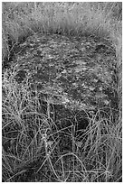 Foundation stone of Roosevelt Elkhorn Ranch. Theodore Roosevelt National Park ( black and white)