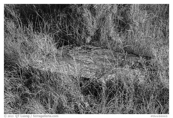 Foundation stone of Elkhorn Ranch amongst grasses and summer flowers. Theodore Roosevelt National Park, North Dakota, USA.
