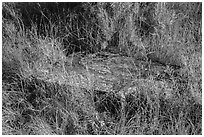 Foundation stone of Elkhorn Ranch amongst grasses and summer flowers. Theodore Roosevelt National Park, North Dakota, USA. (black and white)