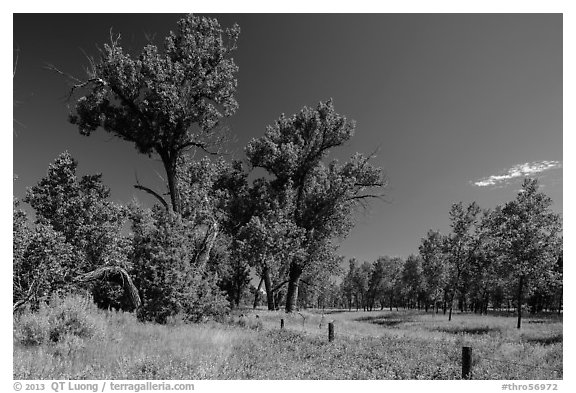 Old cottonwoods, and Elkhorn Ranch site fence. Theodore Roosevelt National Park, North Dakota, USA.