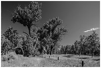 Old cottonwoods, and Elkhorn Ranch site fence. Theodore Roosevelt National Park, North Dakota, USA. (black and white)