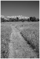 Grassy faint trail and badlands, Elkhorn Ranch Unit. Theodore Roosevelt National Park ( black and white)