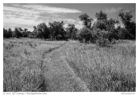 Trail overgrown with grasses, Elkhorn Ranch Unit. Theodore Roosevelt National Park, North Dakota, USA.