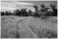 Trail overgrown with grasses, Elkhorn Ranch Unit. Theodore Roosevelt National Park, North Dakota, USA. (black and white)