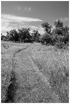 Soft grass-covered trail, Elkhorn Ranch Unit. Theodore Roosevelt National Park, North Dakota, USA. (black and white)