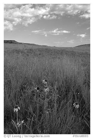 Tall grass prairie and wildflowers, South Unit, late afternoon. Theodore Roosevelt National Park, North Dakota, USA.