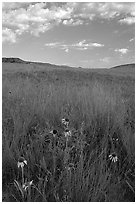 Tall grass prairie and wildflowers, South Unit, late afternoon. Theodore Roosevelt National Park ( black and white)