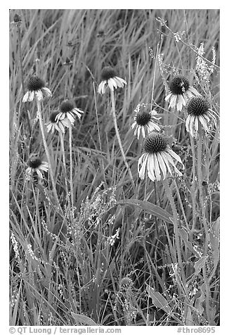 Prairie flowers and grasses. Theodore Roosevelt National Park (black and white)