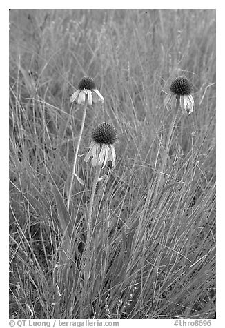 Prairie flowers. Theodore Roosevelt National Park (black and white)