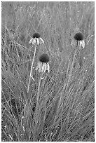 Prairie flowers. Theodore Roosevelt National Park ( black and white)