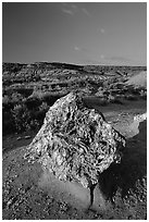 Colorful Petrified stump. Theodore Roosevelt National Park, North Dakota, USA. (black and white)